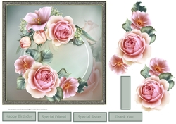 rose in bloom