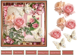 Rose variety