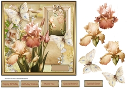 Peach Iris