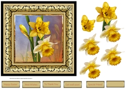 Glowing daffodils