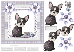 Cherry the chihuahua puppy