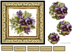 Coloured pansies