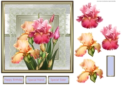 Blush Iris