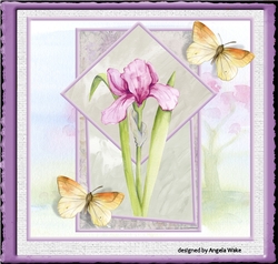 Pink Iris