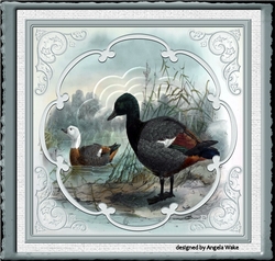 Male and female ducks