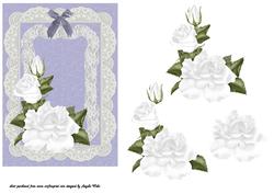 White Rose in Bloom