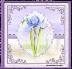 A single Iris