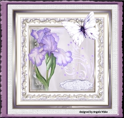 Lilac iris