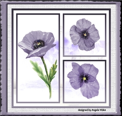 Purple poppy