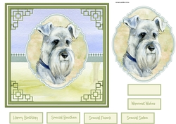 A Schnauzer dog