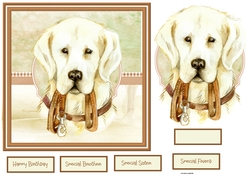 A Golden Lab dog
