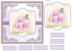 Lilac daisy
