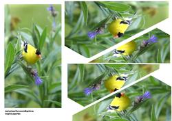Goldfinch Bird Quick Card