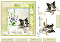 Collie dog