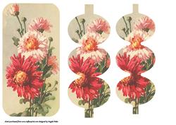 Dahlias Dl Size