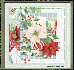 white and red poinsettia