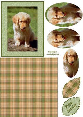 Golden Retriever Puppy