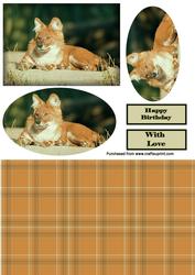 Asian Red Fox