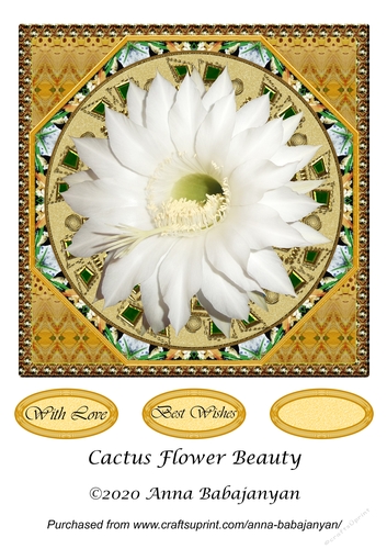Cactus Flower Beauty