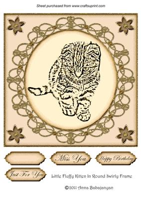 Little Fluffy Kitten in Round Swirly Frame