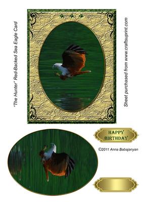 The Hunter Red-backed Sea Eagle Card