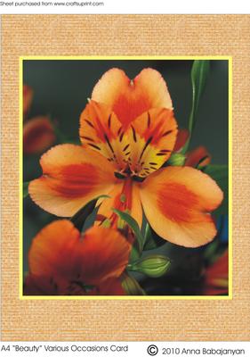 A4 "beauty" Various Occasions Card