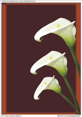 A4 "three Callas on Brown"