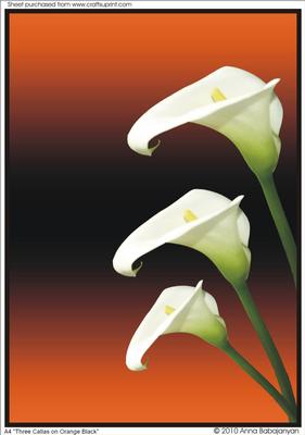 A4 "three Callas on Orange-black"