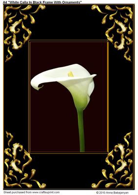 A4 "white Calla in Black Frame with Ornaments"