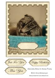 Adorable Kitten in Stamp Frame