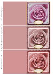 Rose 3 Mini Cards Set 1