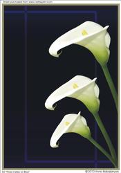 A4 Three Callas on Blue