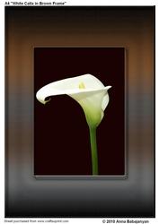 A4 "white Calla in Brown Frame"