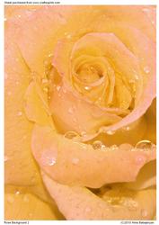 Rose Background 2