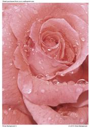 Rose Background 3