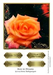Rose in Dreams