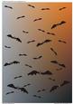 Halloween Sky Full of Bats (11)