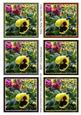 Yellow Pansy Mini Toppers Set 2