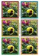Yellow Pansy Mini Toppers Set 3