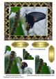 Beautiful Black Butterfly Scalloped Corner Stacker Card 2