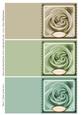 Rose 3 Mini Cards Set 2