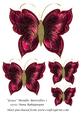 Grace Metallic Butterflies 1