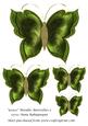 Grace Metallic Butterflies 3
