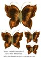 Grace Metallic Butterflies 7
