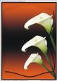 A4 "three Callas on Orange Black"(embossed Layer)
