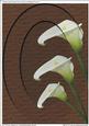 A4 "three Callas on Oval Embossed Wood"