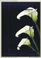 A4 "three Callas on Blue" (wavy Tri-layered)
