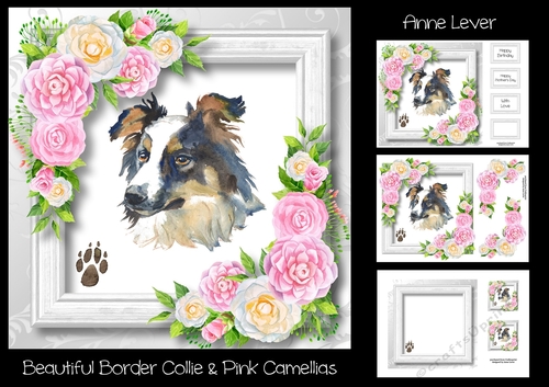 Beautiful Border Collie & Pink Camellias