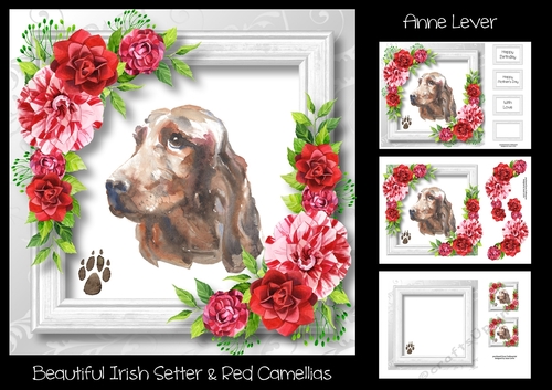 Beautiful Irish Setter & Red Camellias
