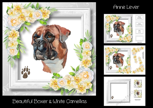 Beautiful Boxer & White Camellias